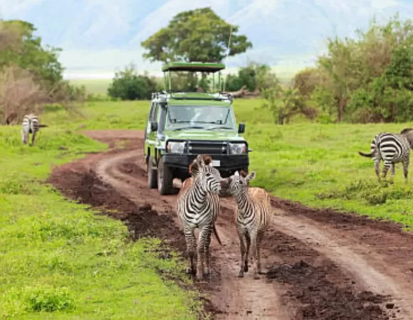 Is Tanzania Good for Safari? Discovering the Wildlife Wonders of Tanzania Safari Tours