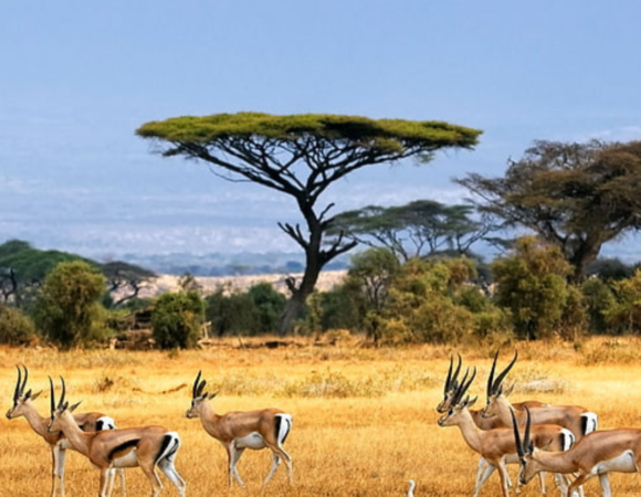When to go to Tanzania safari?