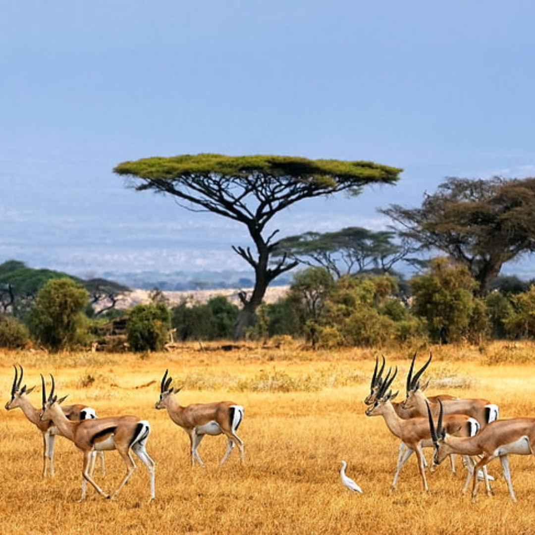 When to go to Tanzania safari Luxury Vacations and Holidays Pvt Ltd Luxury Tours