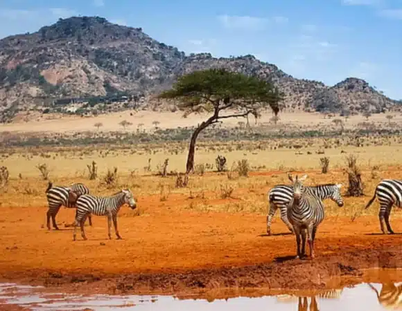 Why You Should Visit Kenya? – Discover the Magic